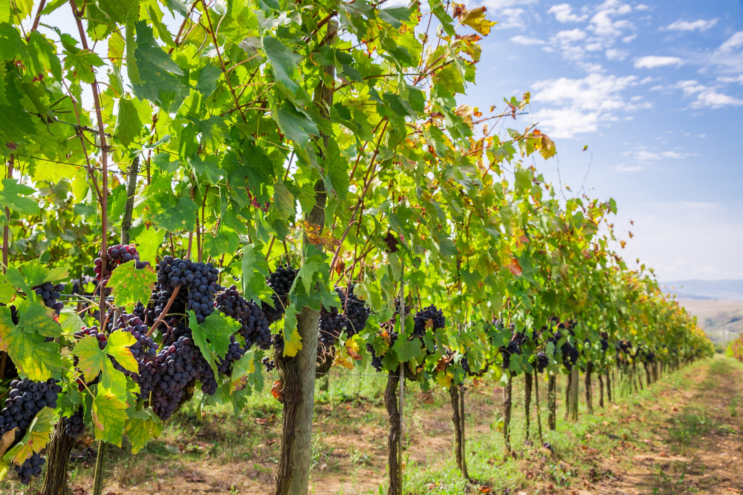 Ripe grapes on the vine