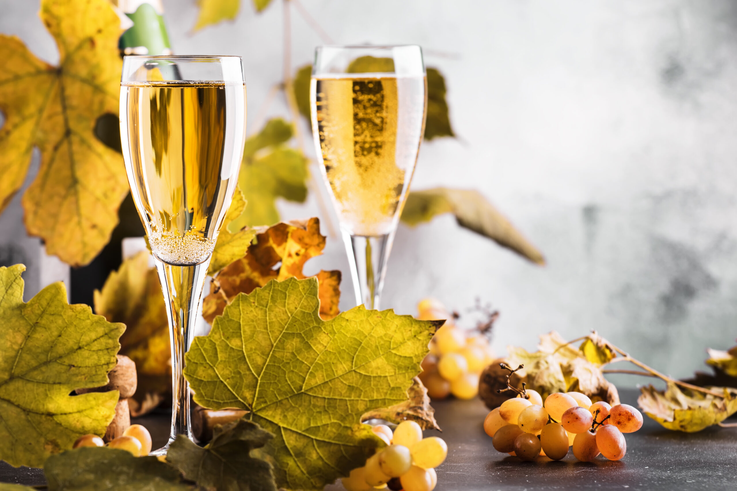 Champagne, brut or sparkling wine in glass on gray background. A