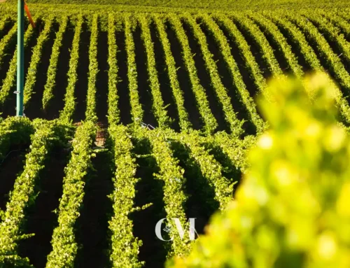 Sant Sadurní d’Anoia: experiencias de enoturismo y gourmet en el Penedès