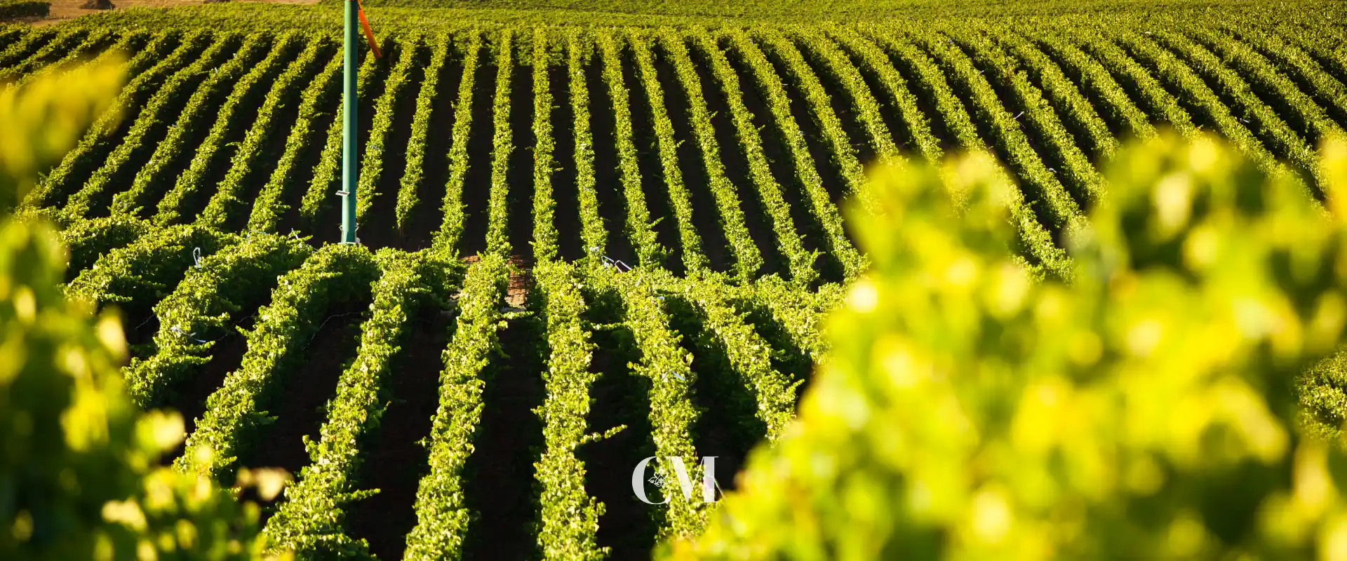 Sant Sadurní d’Anoia: experiències d’enoturisme i gourmet al Penedès