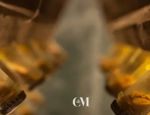 Tours de vins i caves al Penedès: Celler històric de Canals i Munné