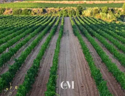 Cava, Prosecco i Champagne: les diferències que tot amant del cava ha de conèixer
