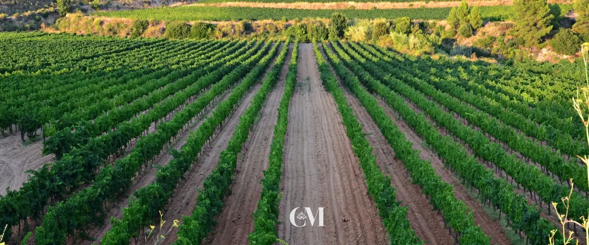 Cava, Prosecco y Champagne las diferencias que todo amante del cava debe conocer