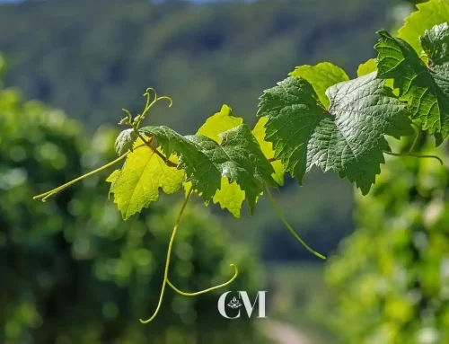 Diferencias entre Cava y Champagne: Guía Completa
